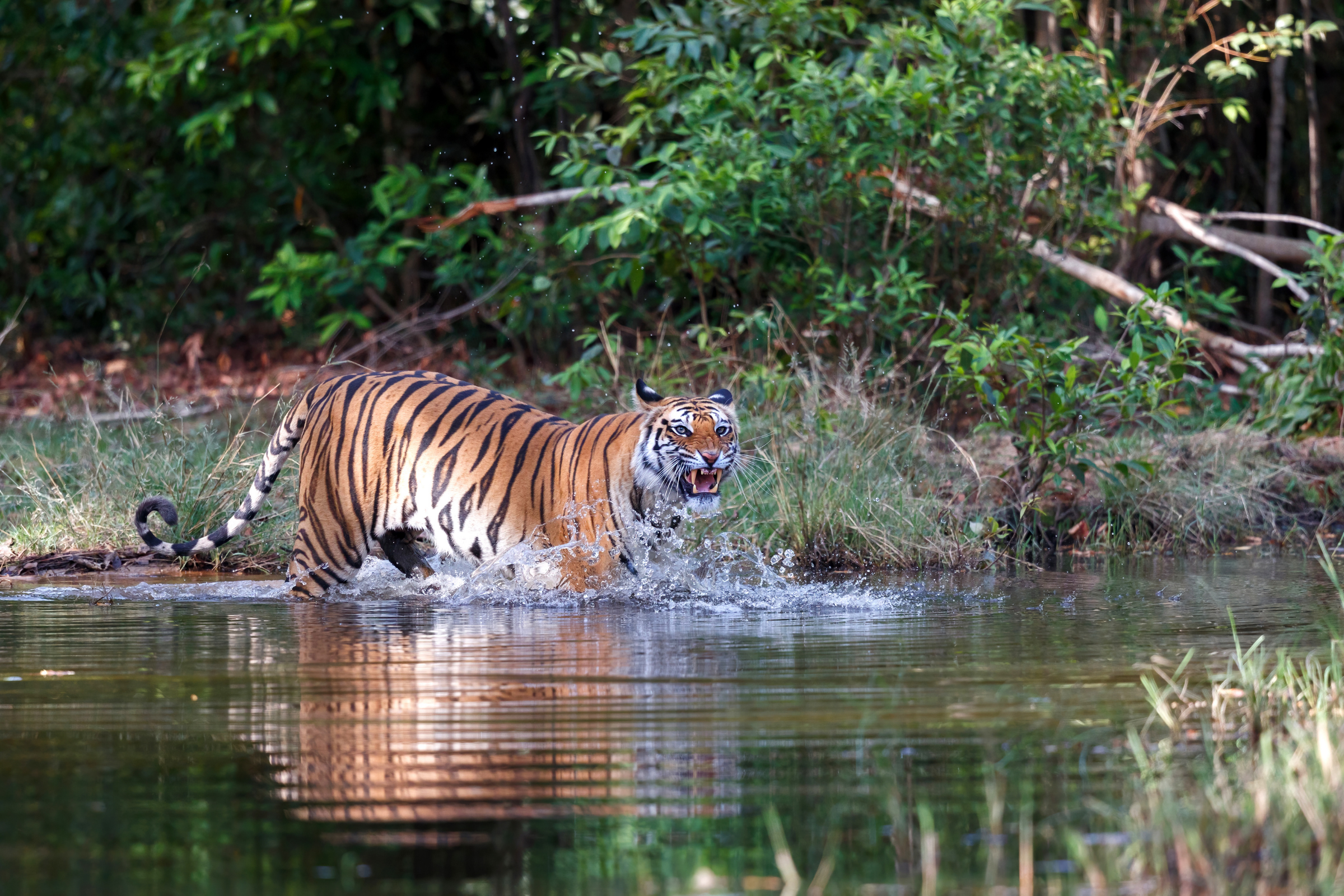 bandhavgarh national park.webp